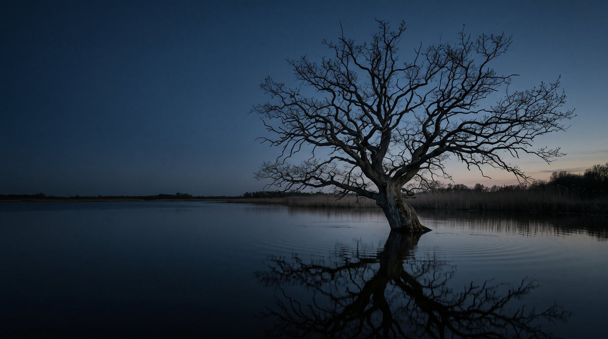 A bare tree beneath a deep blue evening sky